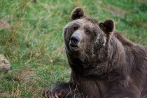 Urso castanho selvagem deitado na relva na madeira — Fotografia de Stock