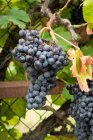 Металева сітка паркан покритий гілками пишного винограду, що ростуть у винограднику на сільськогосподарських плантаціях — стокове фото