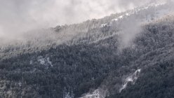 Густий туман, що пливе над густими лісами з хвойними деревами на сніговому схилі національного парку в холодний похмурий зимовий день. — стокове фото