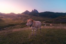 Стадо коров, пасущихся на зеленом травянистом лугу возле грубого горного хребта против безоблачного неба на природе в летний день — стоковое фото