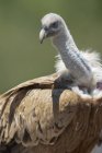 Selvaggio singolo uccello rapace grifone eurasiatico con piume marroni alla luce del sole in natura — Foto stock