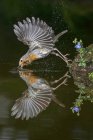 Vista lateral de pájaro robin europeo lindo que se eleva sobre el lago con alas extendidas y agua potable - foto de stock