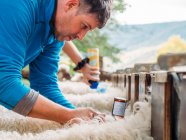 Вид збоку концентрований молодий ветеринарний чоловік, який вакцинує вівцю, що стоїть у вольєрі в сільській місцевості — стокове фото