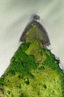Drone Blick auf raue felsige braune Formationen, umgeben von üppig grünen Pflanzen mit dichtem Nebel in der Natur Islands bedeckt — Stockfoto