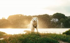 Lindo perro esponjoso con abeto blanco y arnés de pie en la costa cubierta de hierba mientras se sacude del agua contra exuberantes árboles verdes en el día de verano en la naturaleza - foto de stock