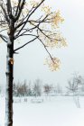 Сухое дерево с волнистыми ветвями, покрытыми снегом на белой местности в городе при солнечном свете — стоковое фото