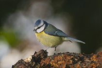 Side view closeup of adorable Eurasian blue tit bird sitting on broken tree trunk on sunny day in green forest — Stockfoto