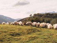 Gregge di pecore soffici pascolo erba sul prato situato nella pittoresca campagna montuosa in Spagna — Foto stock
