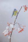 Lindo Cyanistes caeruleus con plumaje azul y amarillo sentado en la frágil ramita de bayas rojas caídas en el suelo nevado en el soleado día de invierno - foto de stock