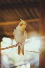 Снизу какатиельский попугай с желтым оперением и красными пятнами сидит на ветке дерева под деревянной крышей под солнечным светом — стоковое фото