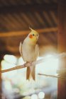 From below of cockatiel parrot with yellow plumage and red spots sitting on branch of tree under wooden roof in sunlight — Stock Photo