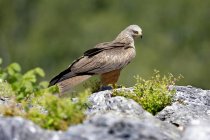 Vue latérale du rapace diurne Milvus milvus oiseau assis sur la roche dans l'habitat naturel — Photo de stock
