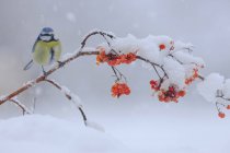 Симпатичний Cyanistes caeruleus з синьо-жовтим оперенням, що сидить на крихкій гілці червоного ягідного дерева, впав на засніженій землі в сонячний зимовий день — стокове фото