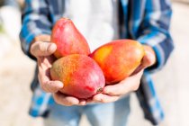 Crop anonymous male farmer demonstrating handful of fresh colorful mangos while standing in garden during harvesting season on sunny day — Stock Photo