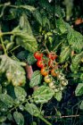 Pomodori ciliegia acerbi e maturi che crescono su ramoscello di impianto in fattoria agricola in zona rurale — Foto stock