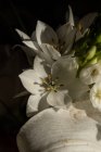 Vue de dessus du bourgeon luxuriant florissant de lis blancs eustoma à la lumière du jour — Photo de stock