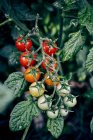 Tomates cherry inmaduros y maduros que crecen en ramitas de plantas en fincas agrícolas en zonas rurales - foto de stock