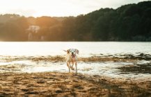 Cute dog with white fur running on coast near river against shore with green forest on summer day in nature — Stock Photo