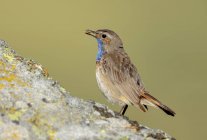 Vista laterale di simpatico uccello passeriforme dalla gola azzurra in piedi sulla pietra e che si nutre in natura nella giornata di sole — Foto stock
