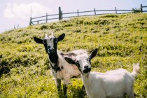 Small herd of cute white brown fluffy goats standing on green grassy slope and staring at camera with wooden fence on blurred background on summer day — Stock Photo