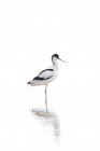 Vista laterale di grazioso uccello avocet pied bianco e nero in piedi in acque poco profonde del lago alla luce del giorno — Foto stock