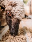 Erdgeschoss hungriger Schafe frisst Futter im Gehege an sonnigem Tag im Bauernhof — Stockfoto