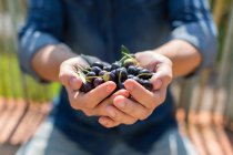 Crop anonymous man handful of fresh collected black and green olives standing in countryside during harvesting season on summer day — Stock Photo