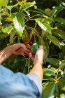 Cultivez une personne anonyme avec des cisailles à élagage coupant l'avocat mûr de la branche d'arbre pendant la saison de récolte dans le jardin le jour d'été — Photo de stock