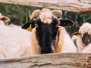 Schnauze ruhiger reinrassiger Schafe mit flauschiger Wolle und Ohrmarke, die an sonnigen Tagen im grünen Wald wegschauen — Stockfoto