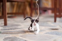 Чарівна кошеня грає на терасі — стокове фото