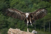 Wild griffon vulture with brown feathers and huge wings flying in natural habitat in Pyrenees on sunny day — Stock Photo