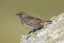 Vista laterale di carino uccello passeriforme con la gola azzurra in piedi sulla pietra in natura nella giornata di sole — Foto stock