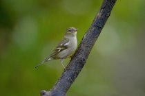 Side view of calm small common chaffinch passerine bird sitting on tree branch in green forest on sunny day — Stock Photo