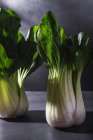 Healthy fresh bok choy cabbages leaf vegetable placed on black table against dark background — Stock Photo