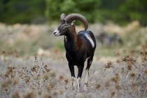 Young male mouflon with small antlers standing in natural habitat on sunny day and looking away — Stock Photo