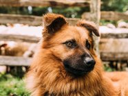 Adorable perro pastor vasco esponjoso de pie cerca de valla de madera y mirando hacia otro lado con atención en el cuidado de las ovejas camping - foto de stock