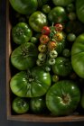 Vista superior de una rama de tomates de bayas maduros a poco maduros sobre un manojo de tomates verdes - foto de stock