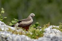 Vista laterale del rapace diurno Milvus milvus uccello seduto sulla roccia in habitat naturale — Foto stock