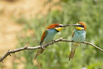 Pequenos comedores de abelhas com plumagem colorida alimentando uns aos outros enquanto se sentam em galhos de árvores no habitat natural — Fotografia de Stock