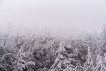 Густий туман, що пливе над густими лісами з хвойними деревами на сніговому схилі національного парку в холодний похмурий зимовий день. — стокове фото