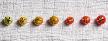 Vue du dessus de la rangée de tomates cerises vertes et mûres montrant le stade de maturation sur gaze blanche — Photo de stock