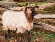 Вид збоку на чистокровну вівцю з кучерявими рогами та пухнастим хутром, що пасеться на сухому трав'янистому лузі на дворі — стокове фото