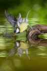 Peito amarelo adorável Parus pássaro passeriforme principal sentado em toco de árvore quebrado na água da lagoa — Fotografia de Stock