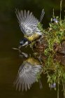 Vue latérale d'un oiseau européen mignon volant au-dessus d'un lac avec des ailes déployées et de l'eau potable — Photo de stock