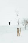 Незнайома людина, що стоїть на сніговій галявині біля паркану і безлисті дерева в туманний зимовий день у Мадриді. — стокове фото