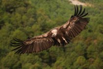 Abutre Griffon com plumagem marrom voando no ar no dia ensolarado em ambiente natural em Pirinéus — Fotografia de Stock