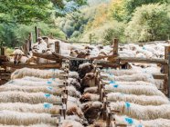 Dall'alto di marcature colorate azzurre su lana di alimentazione di pecora in fattoria durante il giorno — Foto stock
