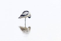 Боковой вид изящной черно-белой пестрой авосетной птицы, гордящейся пером, стоя в мелководье при дневном свете — стоковое фото