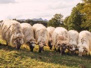 Manada de ovejas esponjosas pastando hierba en el prado situado en el pintoresco campo montañoso en España - foto de stock