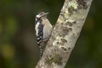 Adorabile Grande uccello picchio maculato seduto su un ramo d'albero nella foresta verde — Foto stock